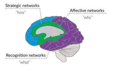 graphic of brain highlighting regions of brain responsible for strategic, affective, recognition networks